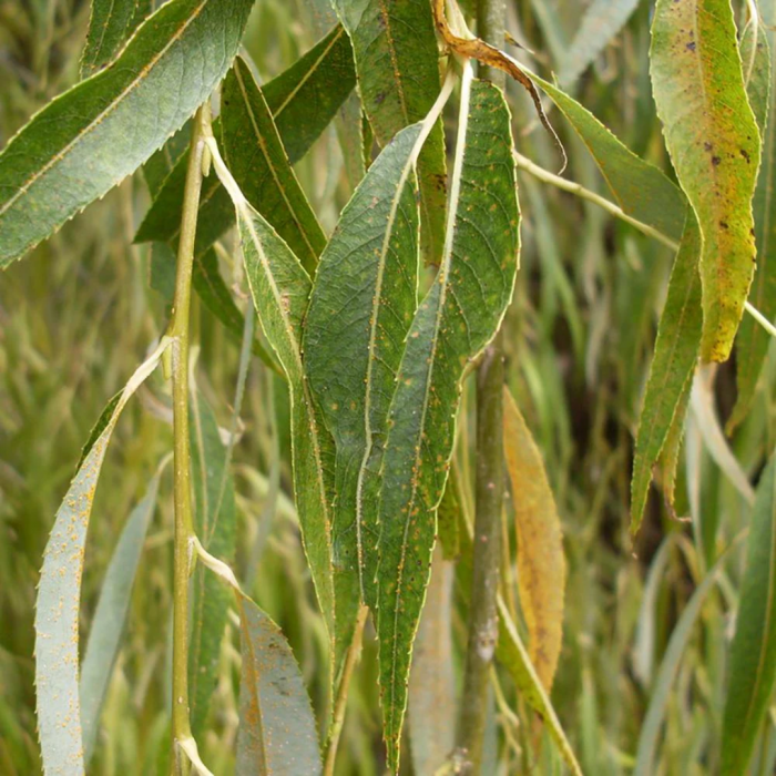 Salix babylonica 'Aurea' - Salcie babiloniană plângătoare [1]