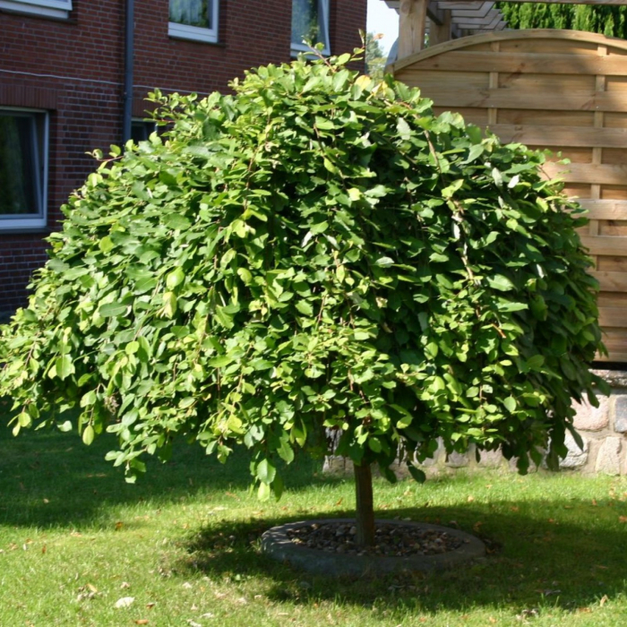 Salix caprea 'Kilmarnock' mezzo fusto - Salcie pendulară 'Kilmarnock'- altoit pe trunchi [1]