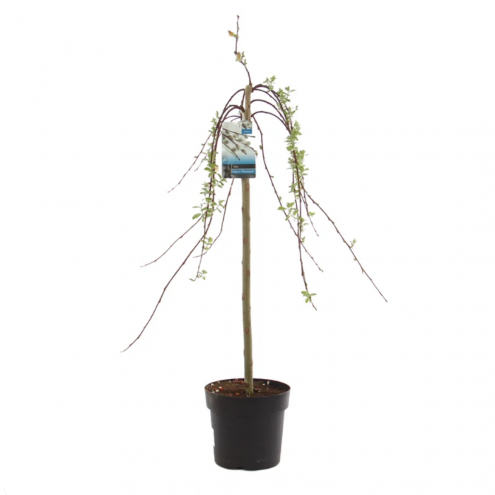 Salix caprea 'Kilmarnock' mezzo fusto - Salcie pendulară 'Kilmarnock'- altoit pe trunchi [4]