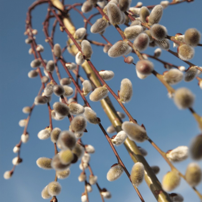 Salix caprea 'Kilmarnock' mezzo fusto - Salcie pendulară 'Kilmarnock'- altoit pe trunchi [3]