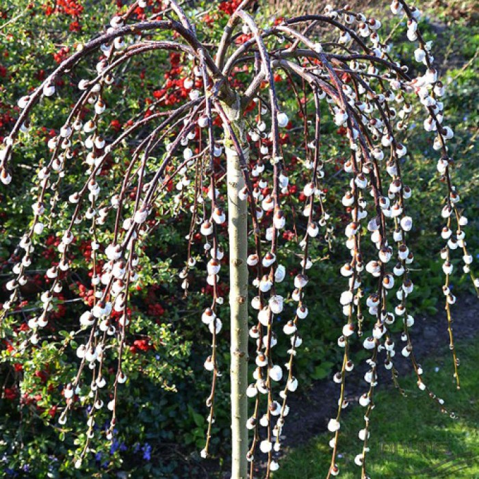 Salix caprea 'Kilmarnock' mezzo fusto - Salcie pendulară 'Kilmarnock'- altoit pe trunchi [2]