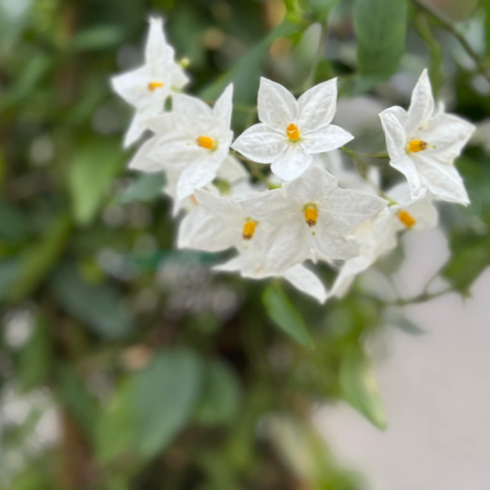 Solanum jasminoides  - Iasomie  albă cățărătoare [1]