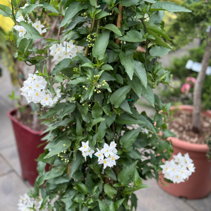 Solanum jasminoides  - Iasomie  albă cățărătoare [2]