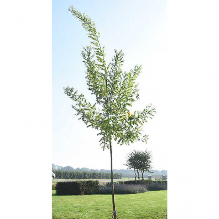 Sophora japonica - alto fusto - Salcâm japonez pe tulpină înaltă [4]
