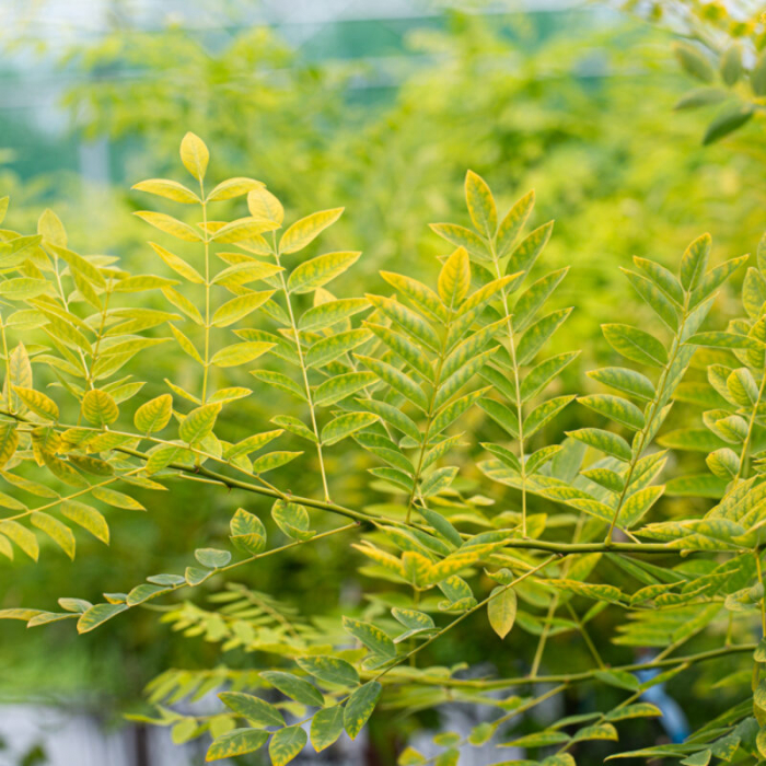 Sophora japonica - alto fusto - Salcâm japonez pe tulpină înaltă [2]