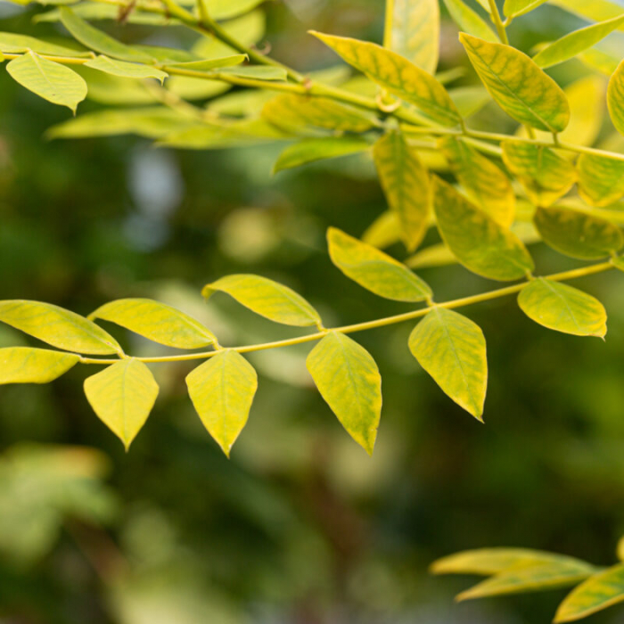 Sophora japonica - alto fusto - Salcâm japonez pe tulpină înaltă [1]