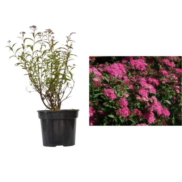 Spiraea x bumalda 'Anthony Waterer' - Cununiță cu flori roz/roșii [3]