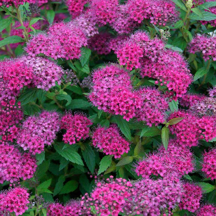 Spiraea x bumalda 'Anthony Waterer' - Cununiță cu flori roz/roșii [1]