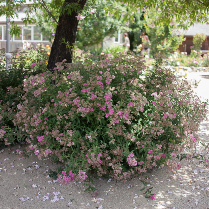 Spiraea x bumalda 'Anthony Waterer' - Cununiță cu flori roz/roșii [2]
