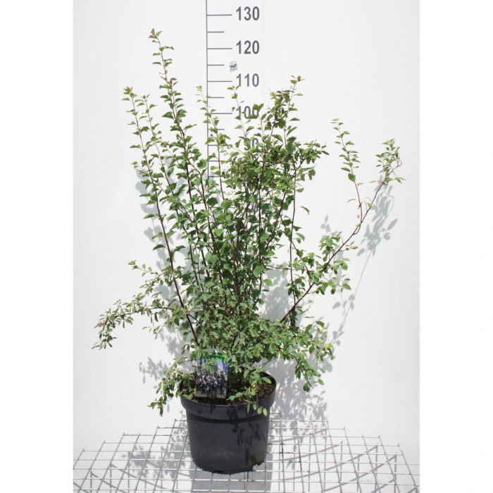 Spiraea vanhouttei - multitronco - Cununiță cu multitrunchi [3]