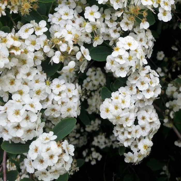 Spiraea vanhouttei - multitronco - Cununiță cu multitrunchi [1]