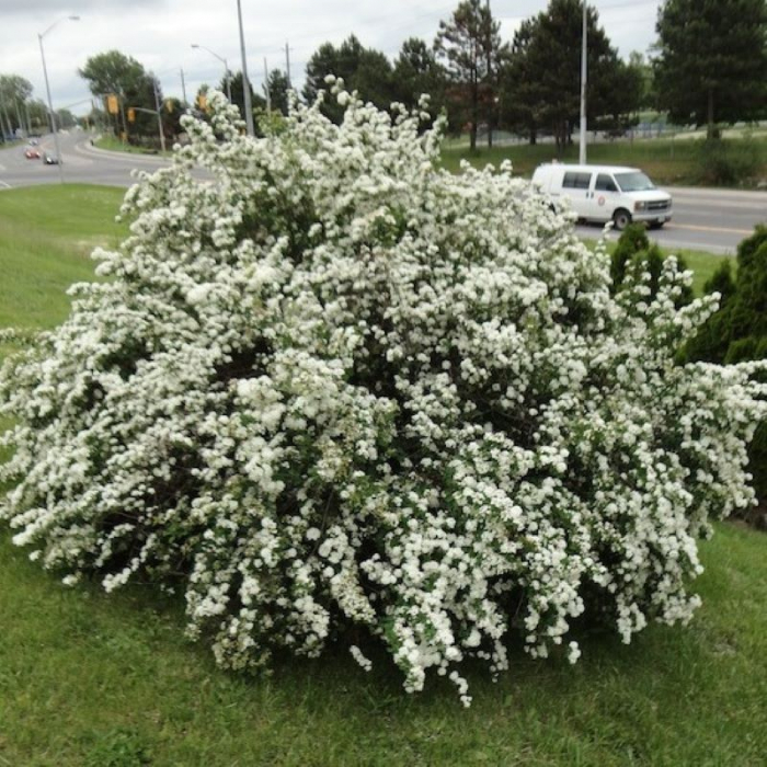 Spiraea vanhouttei - multitronco - Cununiță cu multitrunchi [2]