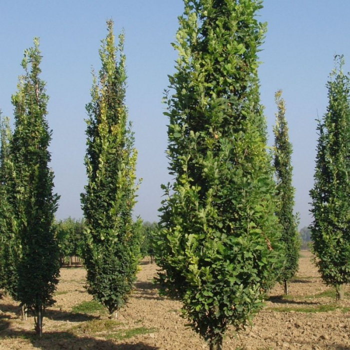 Quercus robur Fastigiata Koster - Stejar columnar [2]