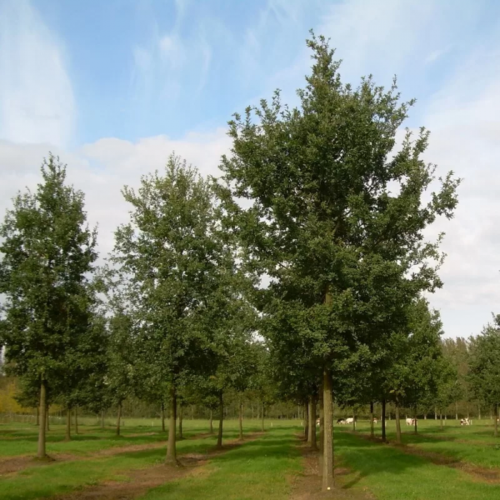 Quercus robur alto fusto - Stejar  comun - pe tulpină înaltă [3]