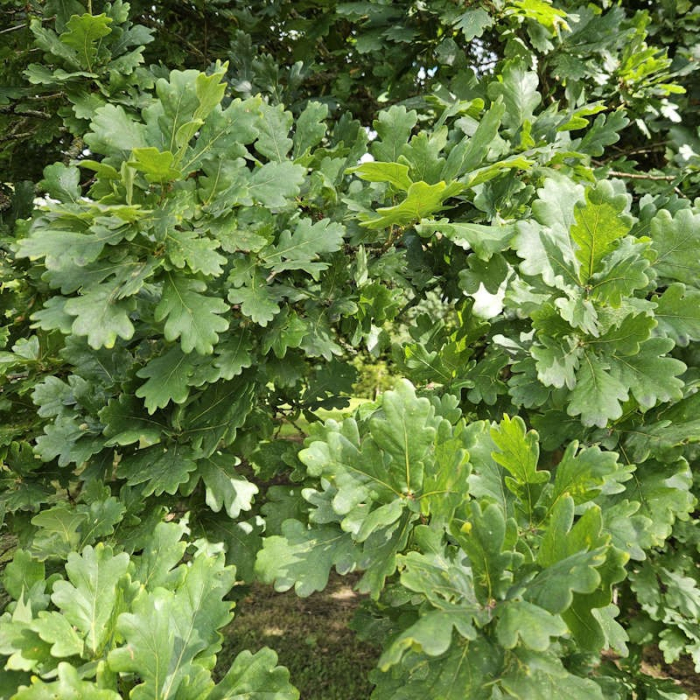 Quercus robur alto fusto - Stejar  comun - pe tulpină înaltă [1]
