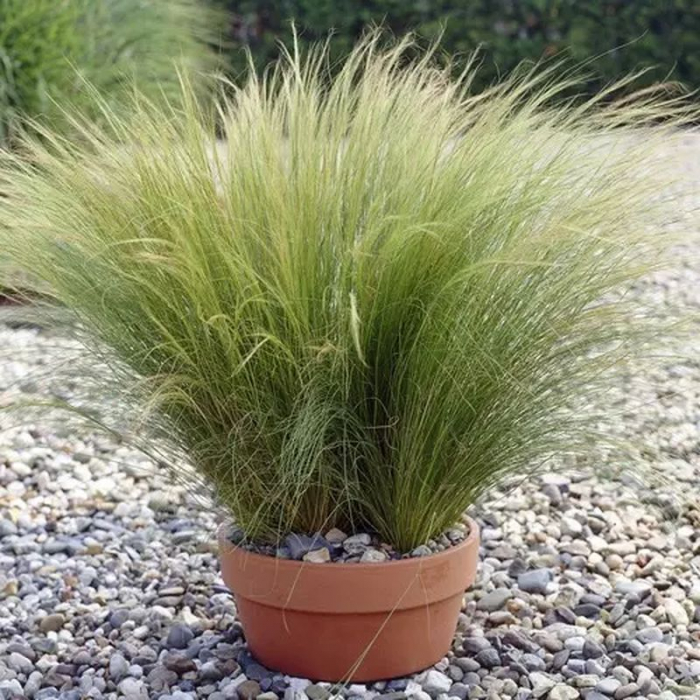 Stipa tenuissima - Iarbă ornamentală [1]