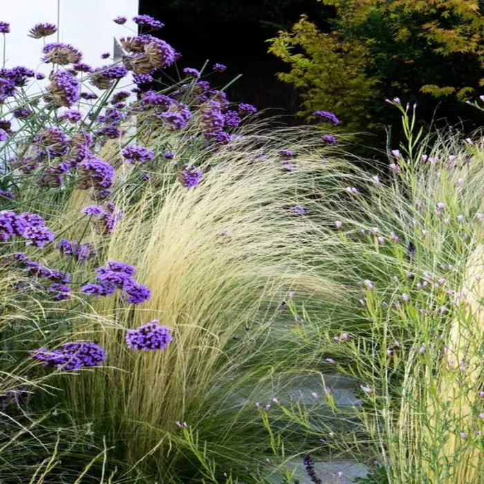 Stipa tenuissima - Iarbă ornamentală [2]