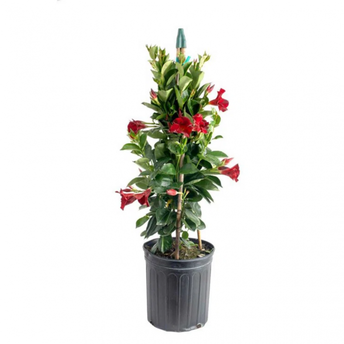Sundeville Pretty Red - Dipladenia Pretty Red [3]