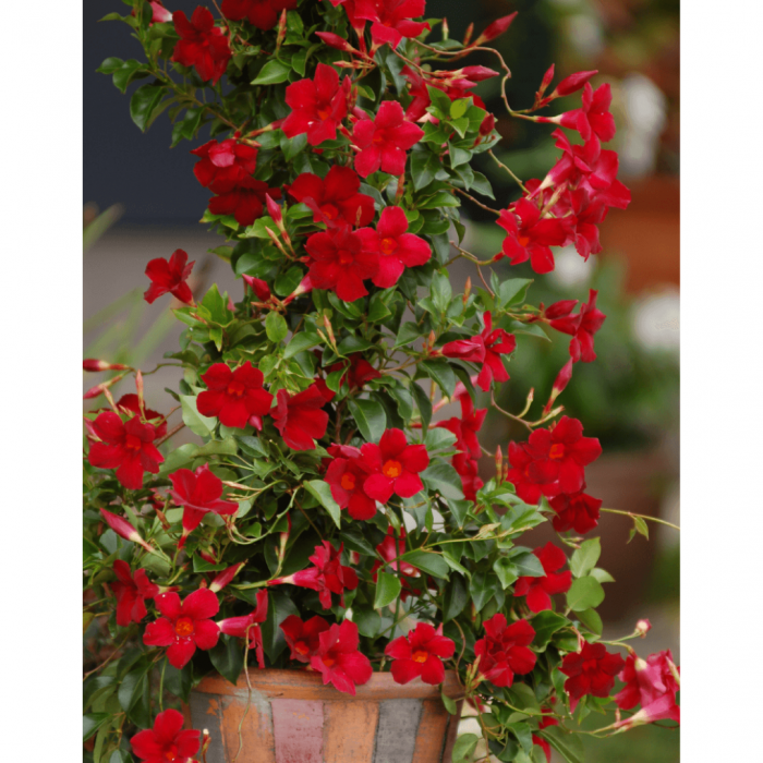 Sundeville Pretty Red - Dipladenia Pretty Red [2]