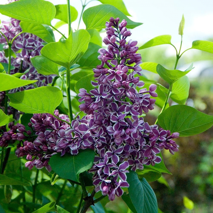 Syringa vulgaris 'Sensation' - Liliac [2]