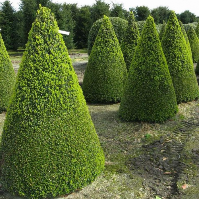 Taxus baccata cono – Tisa comună - tuns tip piramidală [3]
