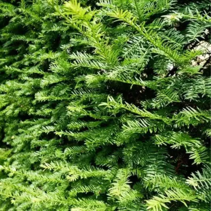 Taxus baccata palla  - Tisa comună tuns tip globular [1]