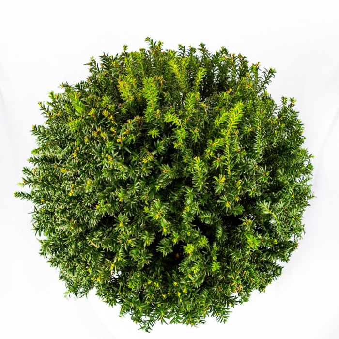 Taxus baccata palla  - Tisa comună tuns tip globular [2]