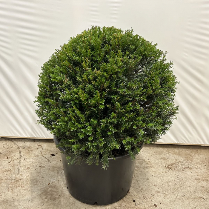 Taxus baccata palla  - Tisa comună tuns tip globular [3]