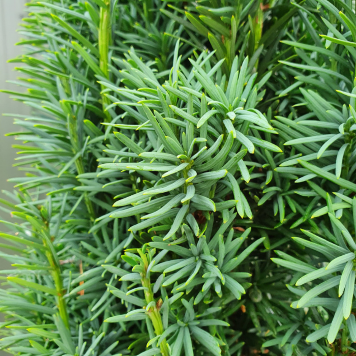 Taxus baccata spirale – Tisa comună  tuns spirală [3]