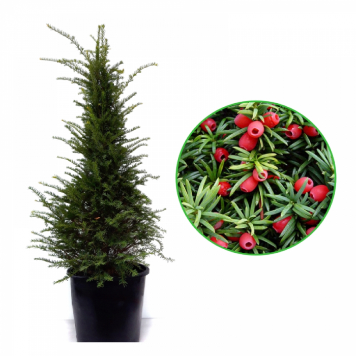 Taxus baccata - Tisa comună [3]