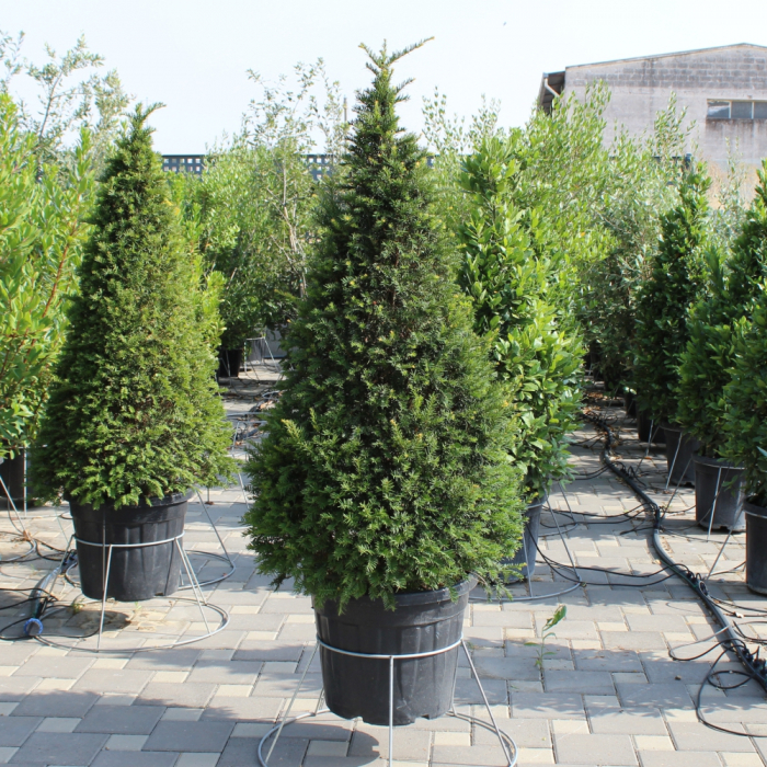 Taxus baccata cono – Tisa comună - tuns tip piramidală [1]