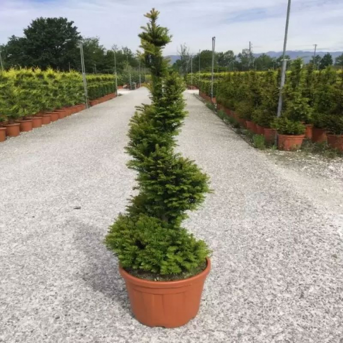 Taxus baccata spirale – Tisa comună  tuns spirală [1]