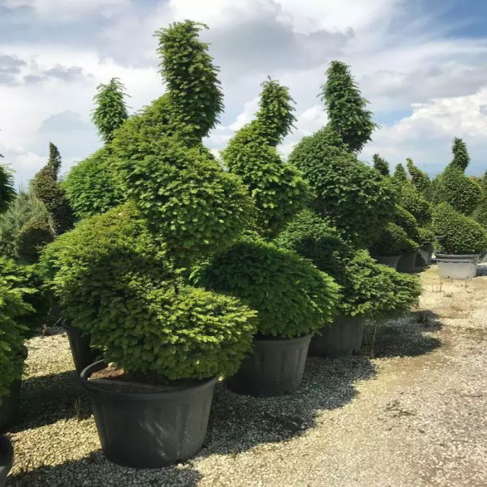 Taxus baccata spirale – Tisa comună  tuns spirală [2]