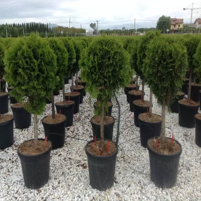 Thuja occidentalis  'Smaragd' (Emeraude) mini alberetto - Tuia occidentalis Smaragd - altoit pe trunchi [1]