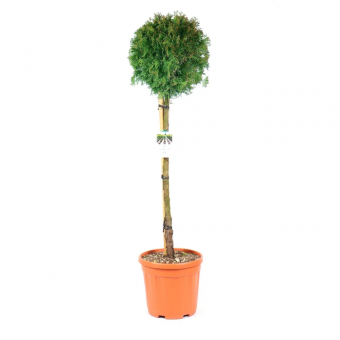 Thuja occidentalis  'Smaragd' (Emeraude) mini alberetto - Tuia occidentalis Smaragd - altoit pe trunchi [3]