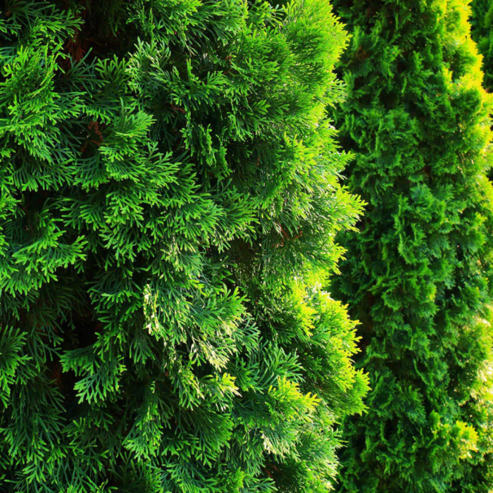 Thuja occidentalis 'Smaragd' (Emeraude) - Tuia occidentalis 'Smarald' [2]