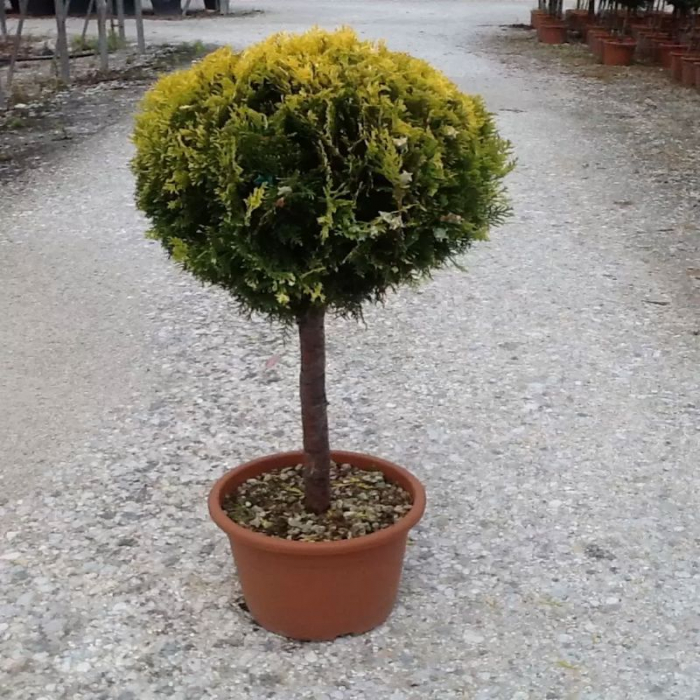 Thuja Orientalis Compacta Aurea Nana - Tuia aurie pe trunchi cu glob [2]