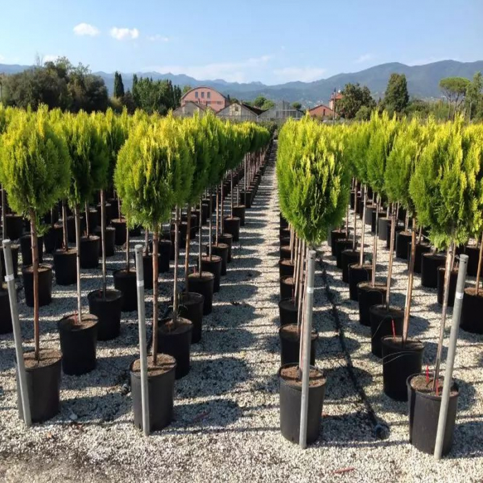 Thuja Orientalis Compacta Aurea Nana - Tuia aurie pe trunchi cu glob [3]