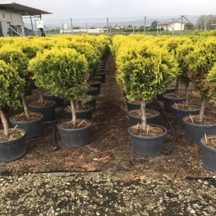 Thuja Orientalis Compacta Aurea Nana - Tuia aurie pe trunchi cu glob [1]