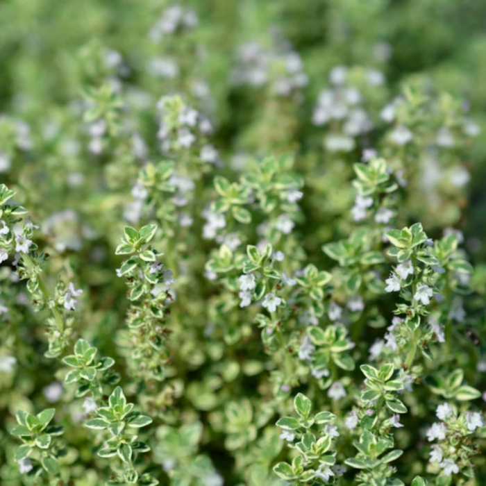 Thymus citriodorus 'Lemon'  - Cimbrișor lămâios [2]