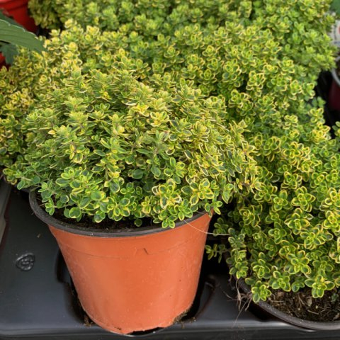 Thymus citriodorus 'Lemon'  - Cimbrișor lămâios [3]