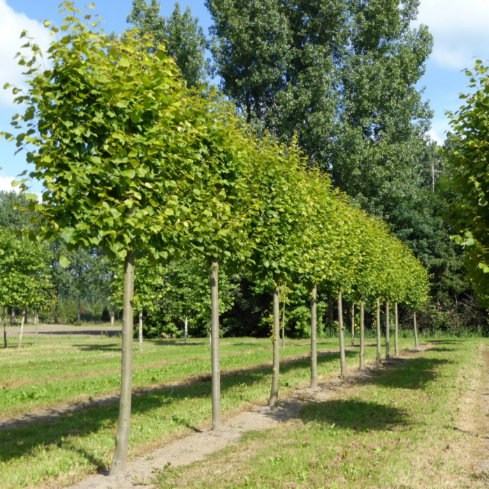 Tilia × europaea 'Pallida' alto fusto - Tei european - pe tulpină înaltă [3]
