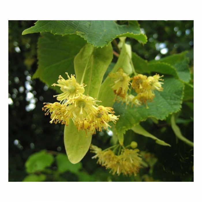 Tilia × europaea 'Pallida' alto fusto - Tei european - pe tulpină înaltă [2]