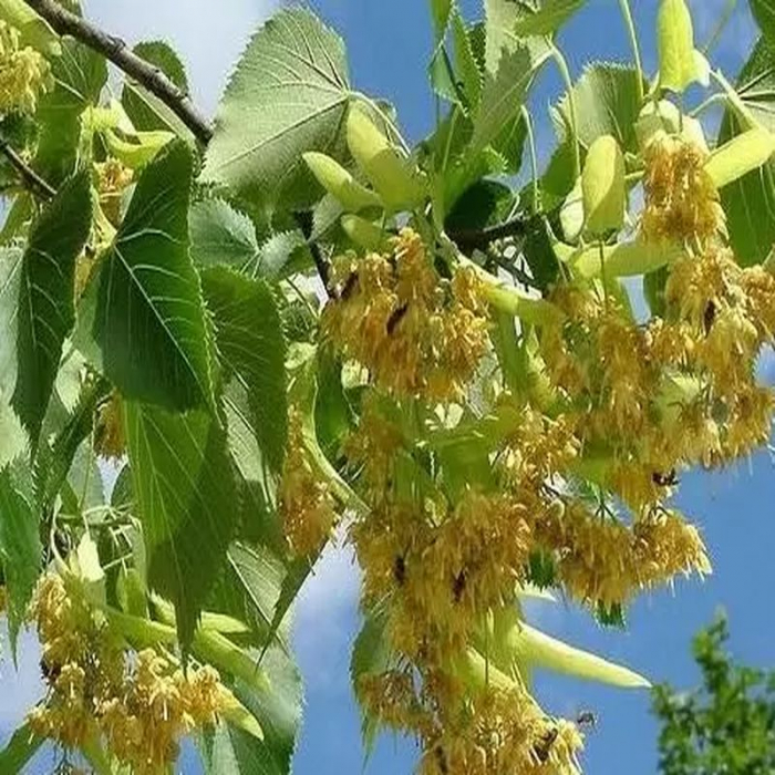 Tilia hybrid 'Argentea' alto fusto - Tei argintiu - pe tulpină [1]