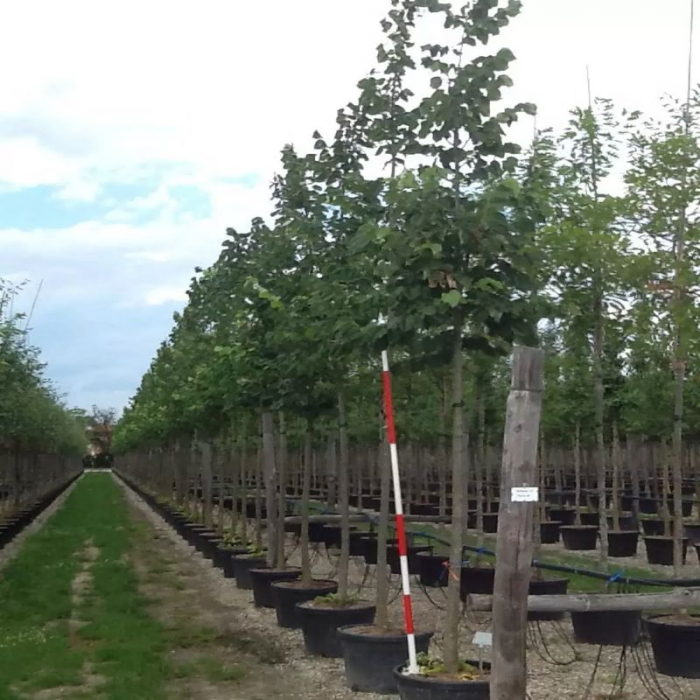 Tilia hybrid 'Argentea' alto fusto - Tei argintiu - pe tulpină [3]