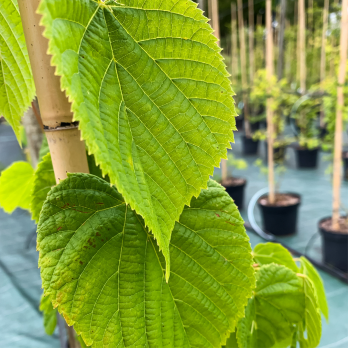 Tilia platyphyllos (Grandifolia) zolla - alto fusto - Tei cu frunză mare în balot - pe tulpină înaltă [2]