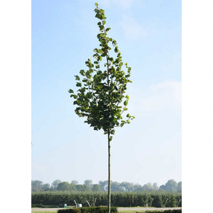 Tilia platyphyllos (Grandifolia) zolla - alto fusto - Tei cu frunză mare în balot - pe tulpină înaltă [4]