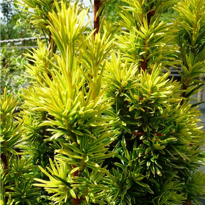 Taxus baccata - Tisa comună [1]