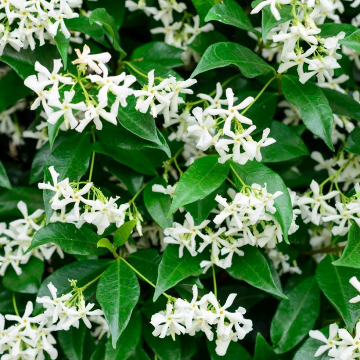 Trachelospermum jasminoides cono - Iasomie - forma conică [2]