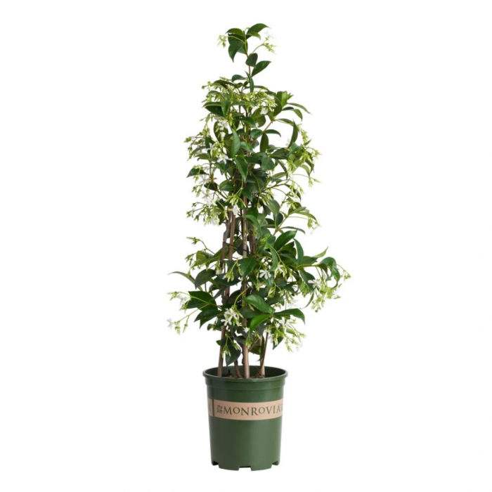 Trachelospermum jasminoides cono - Iasomie - forma conică [3]